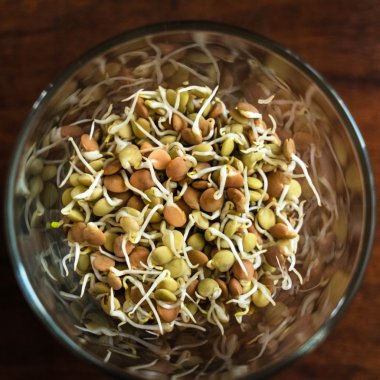 Filiz mercimek tohumları 