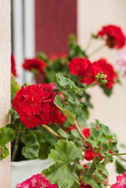 güzel Sardunya çiçekleri