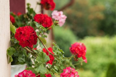 güzel Sardunya çiçekleri