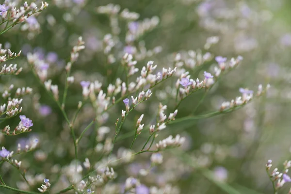 Hermosas flores de verano — Foto de Stock