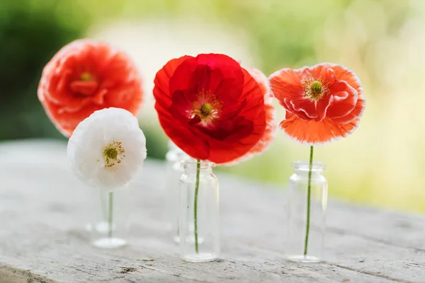 Lindas flores de papoula — Fotografia de Stock