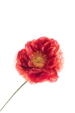 Güzel gelincik çiçeği