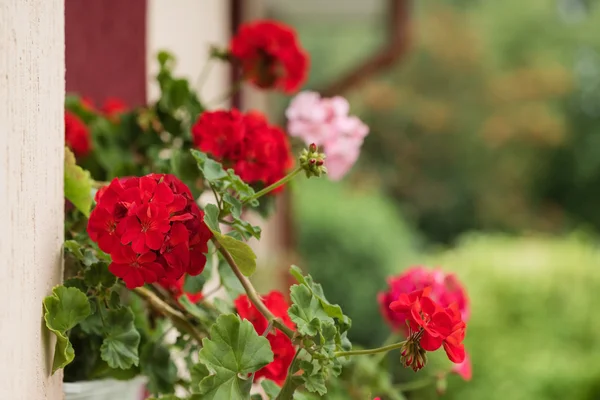 Vacker pelargon blommor — Stockfoto