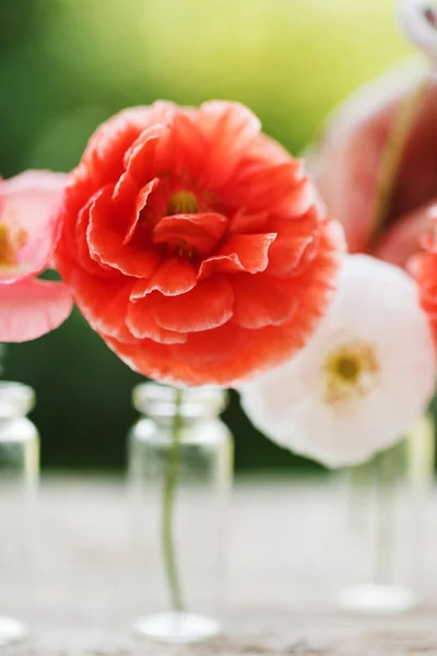 Hermosas flores de amapola — Foto de Stock