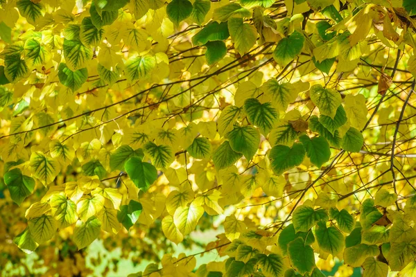 Lindas folhas de outono — Fotografia de Stock