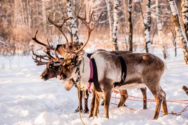 Northern beautiful deer — Stock Photo, Image