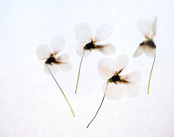 Inschrijving witte bloemen — Stockfoto