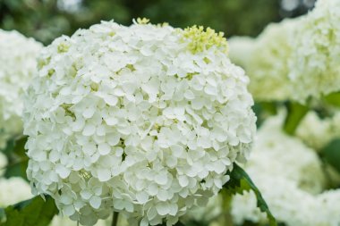 Güzel Ortanca Çiçekleri