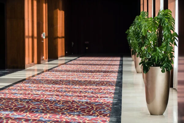 Plant in the empty hall — Stock Photo, Image