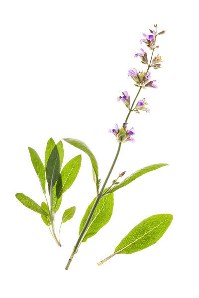 Красивые цветы изолированы
