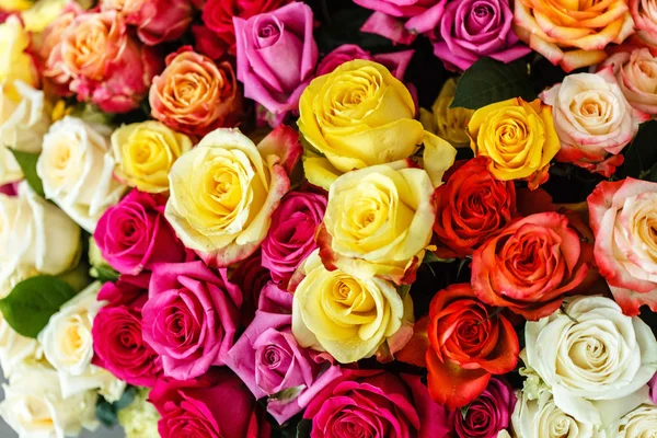 Trandafiri frumoși colorați — Fotografie, imagine de stoc
