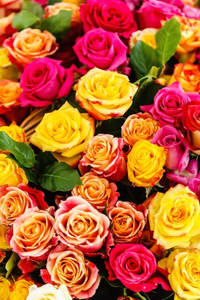 Belles roses colorées — Photo