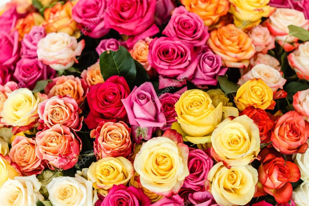 Beautiful Colorful Roses Stock Photo By C Shebeko