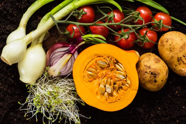 Produtos hortícolas biológicos frescos — Fotografia de Stock