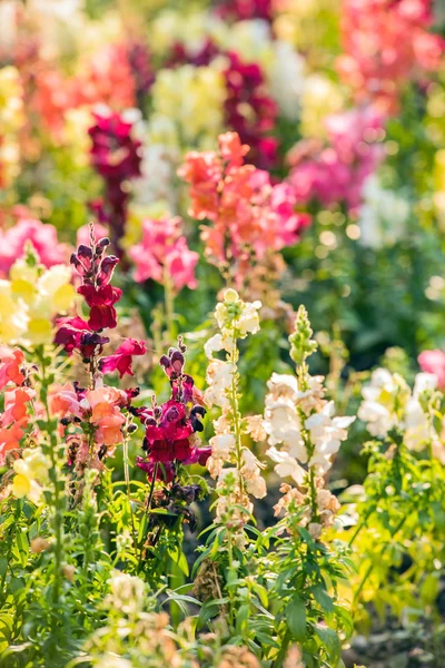 Belas flores de campo — Fotografia de Stock