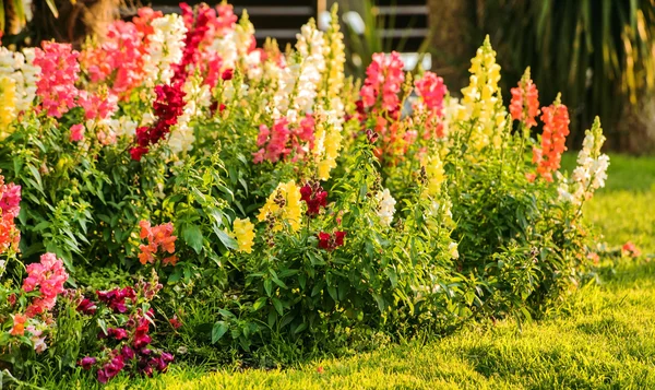 Vackra sommarblommor — Stockfoto