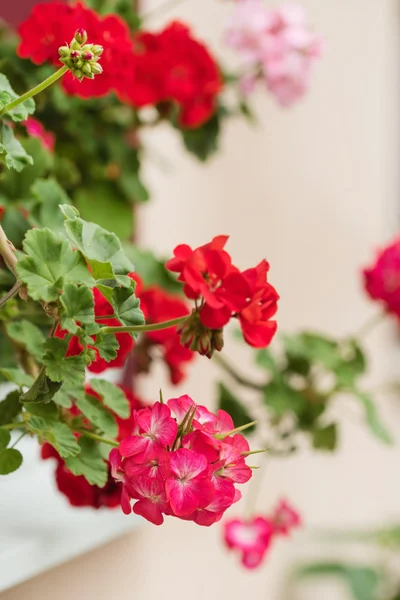 Belas flores de gerânio — Fotografia de Stock