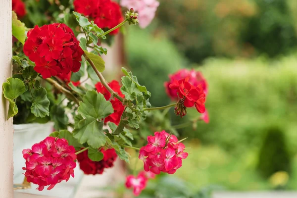 Krásné květiny pelargónie — Stock fotografie