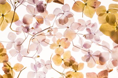 Kuru ortanca çiçek