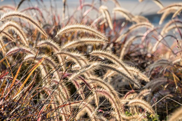 Plantas bonitas no campo — Fotografia de Stock