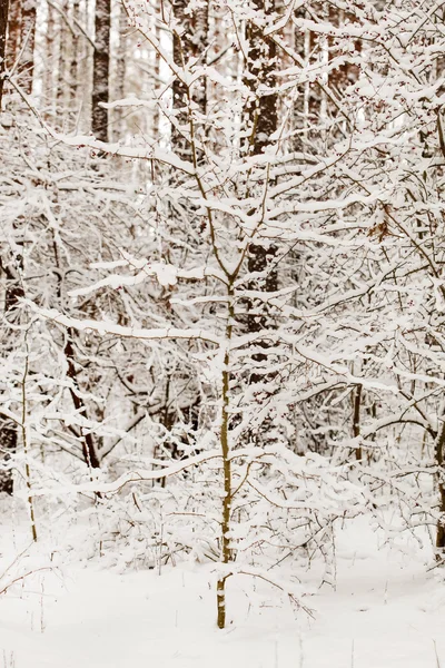 Bela floresta de inverno — Fotografia de Stock