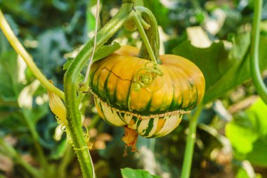 Güzel dekoratif kabak