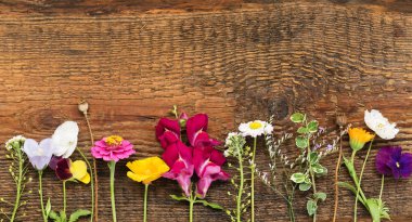 Güzel yaz çiçekleri