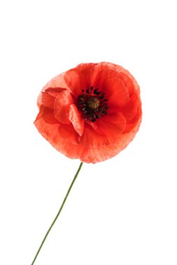 Güzel gelincik çiçeği