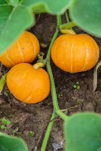Ripe japanese pumpkins — Stock Photo, Image
