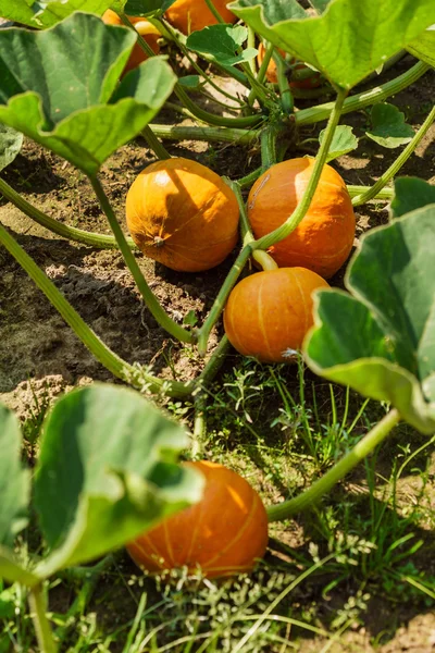 Pumpkins growing in garden — Stock Photo, Image