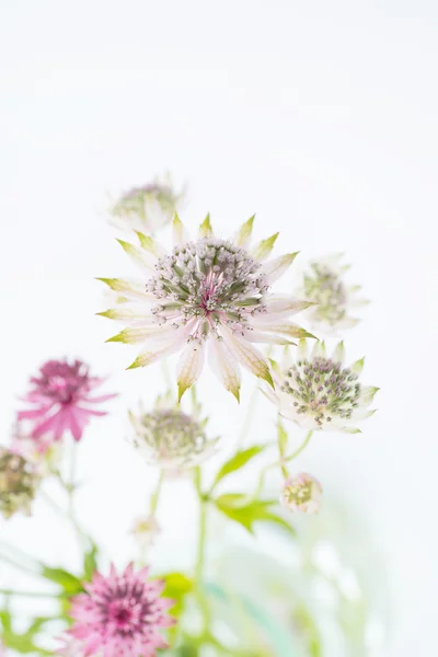 Gyönyörű nyári virágok — Stock Fotó