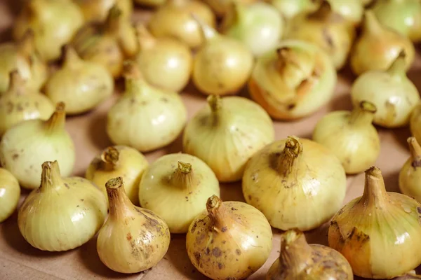 Pila de cebollas maduras — Foto de Stock