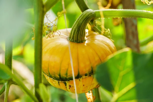 Beautiful decorative pumpkin — Stock Photo, Image