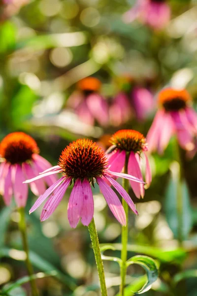 Mooie bloeiende ichinacea bloemen — Stockfoto