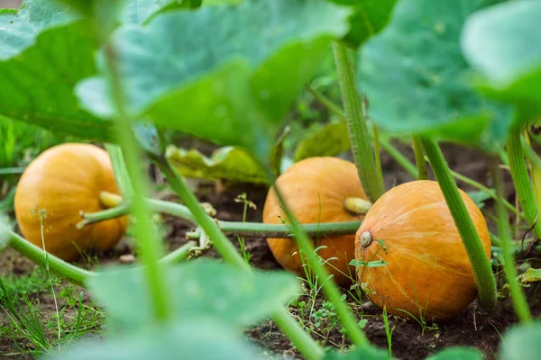 Ripe japanese pumpkins — Stock Photo, Image