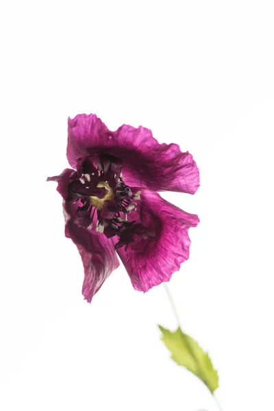 Krásná maková květinka — Stock fotografie