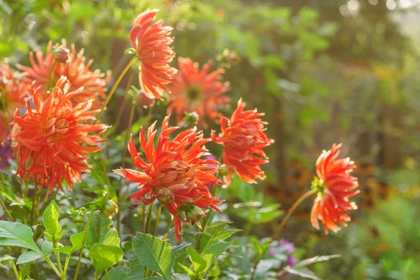 Lindas flores Dahlia — Fotografia de Stock