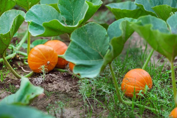 Ripe japanese pumpkins — Stock Photo, Image