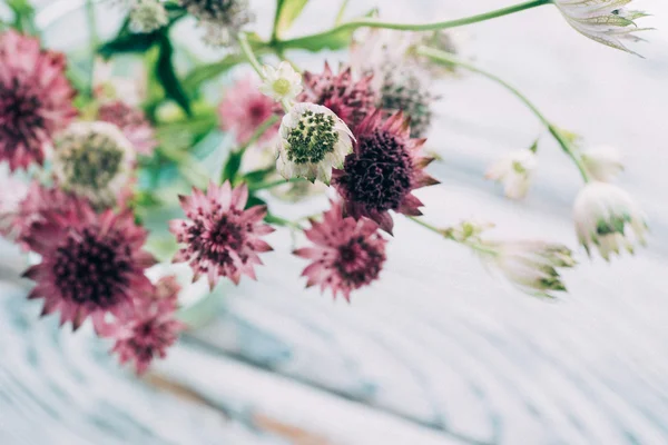 Schöne Sommerblumen — Stockfoto