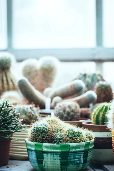 Varie piante di cactus — Foto Stock