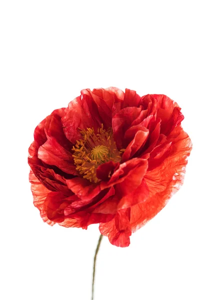 Beautiful poppy flower — Stock Photo, Image