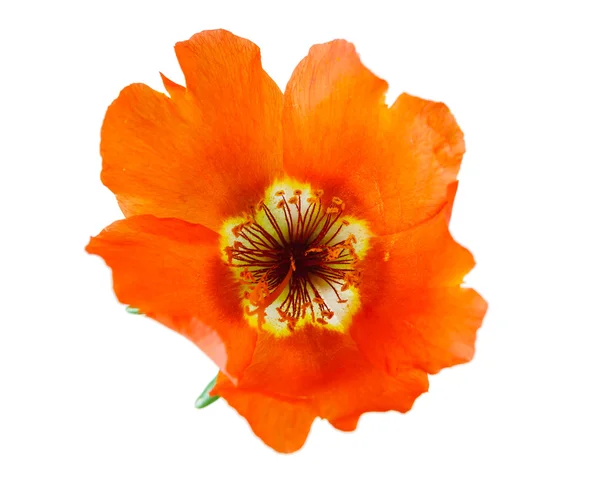 Beautiful flower isolated — Stock Photo, Image
