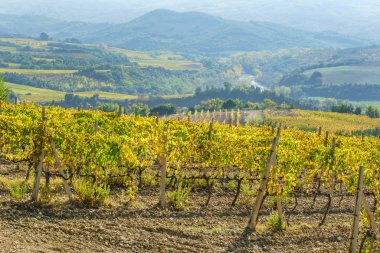 Güzel sonbahar üzüm 