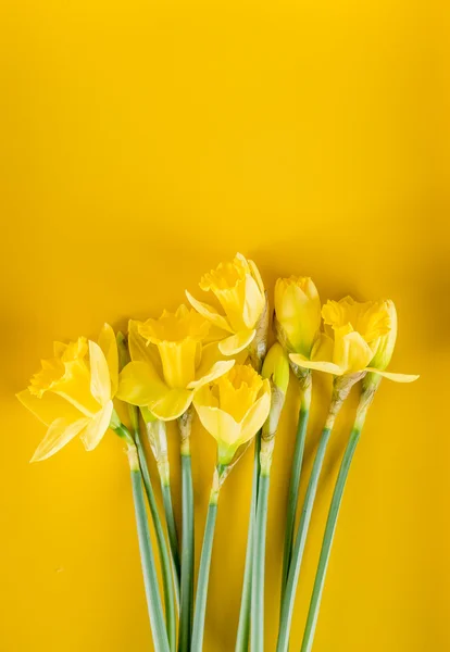 Narciso amarillo fresco —  Fotos de Stock