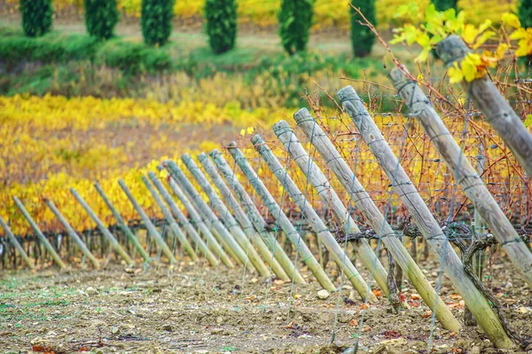 Bonita vinha de outono — Fotografia de Stock
