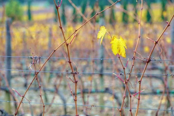 Vackra höst vingården — Stockfoto