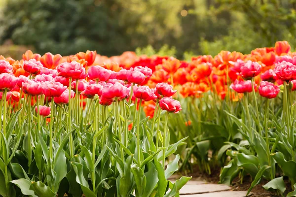 Beautiful spring garden — Stock Photo, Image