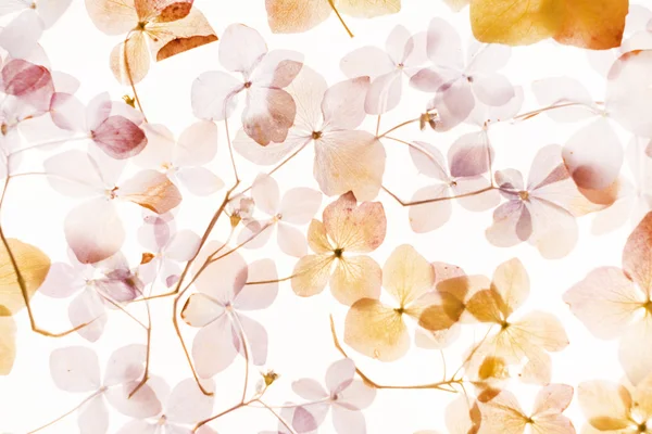 Dry hydrangea flowers — Stock Photo, Image