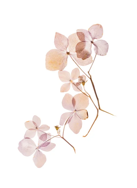 Flores secas de hortênsia — Fotografia de Stock