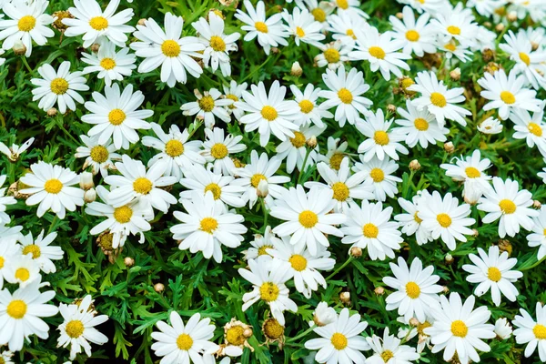 Stokrotka piękne kwiaty — Zdjęcie stockowe